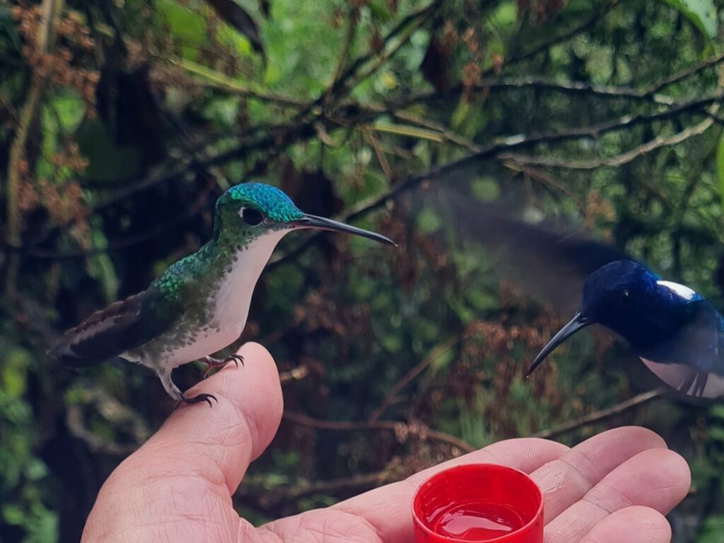 Andenamazilie und Blauflügelkolibri