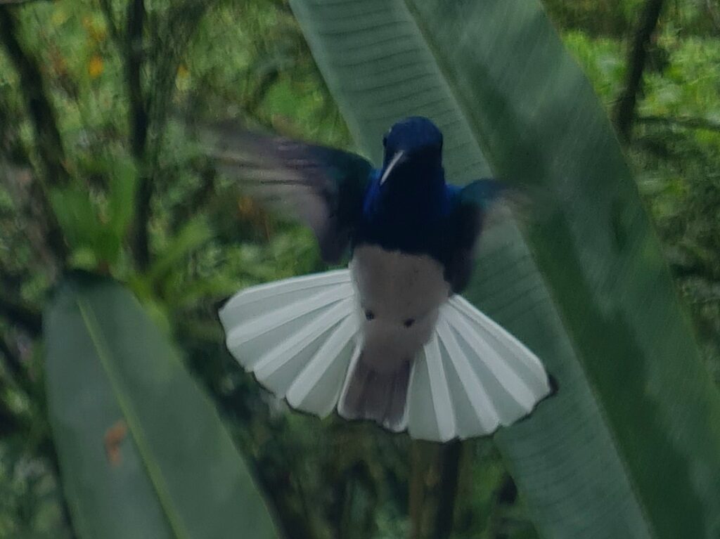 Blauflügelkolibri