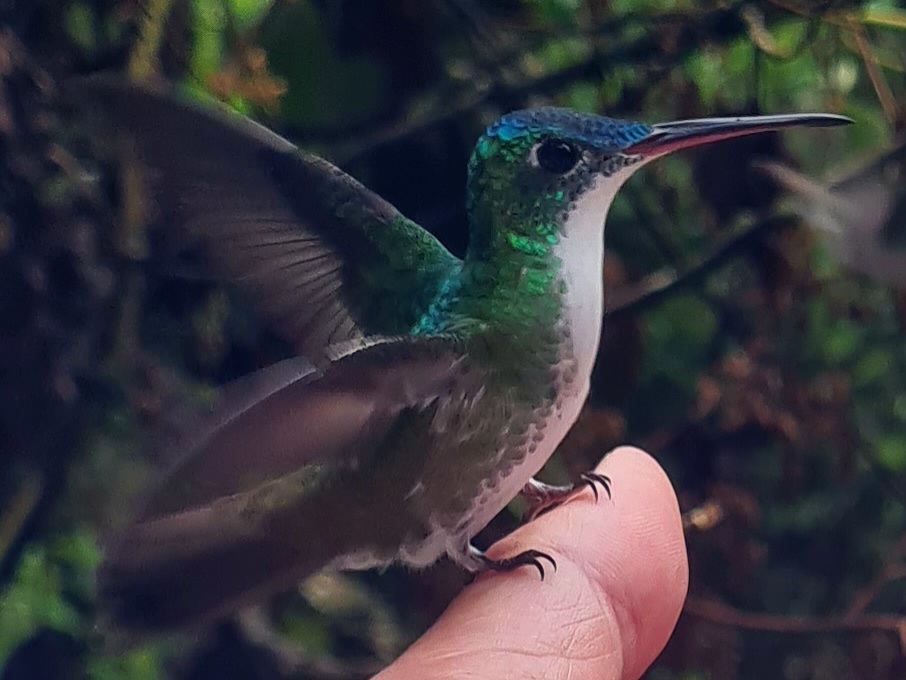 Brillantkolibri