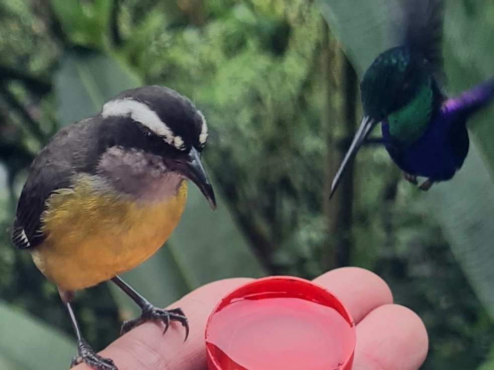 Zuckervogel